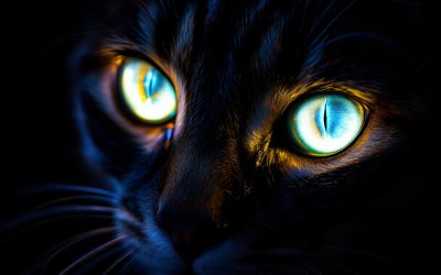 Découvrez les secrets de la vision nocturne des chats